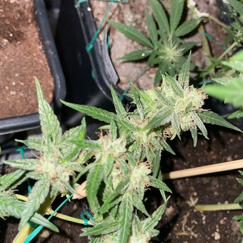 GSC AUTO SEEDSTOCKERS 1 growlog photo: Crece con normalidad
Menor producción que GS2
Mayor cantidad de estigmas naranjos
Olor muy intenso y dulce 