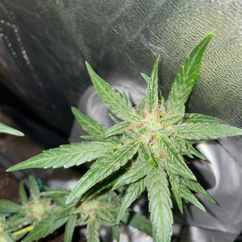 GSC AUTO SEEDSTOCKERS 1 growlog photo: Crece con normalidad
Menor producción que GS2
Mayor cantidad de estigmas naranjos
Olor muy intenso y dulce 