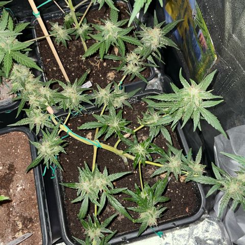 GSC AUTO SEEDSTOCKERS 1 growlog photo: Crece con normalidad
Menor producción que GS2
Mayor cantidad de estigmas naranjos
Olor muy intenso y dulce 