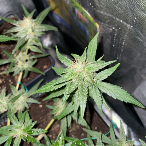 GSC AUTO SEEDSTOCKERS 1 growlog photo: Crece con normalidad
Menor producción que GS2
Mayor cantidad de estigmas naranjos
Olor muy intenso y dulce 