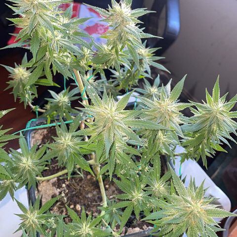 The new F1 growlog timeline photo