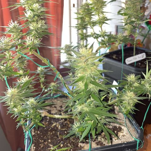 The new F1 growlog timeline photo