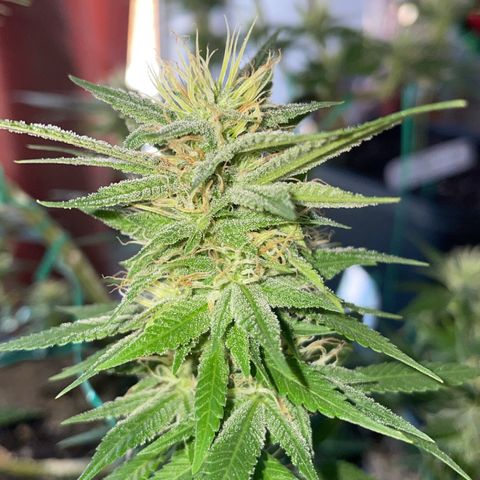 The new F1 growlog timeline photo
