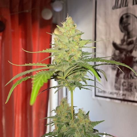 GSC AUTO SEEDSTOCKERS 1 growlog timeline photo