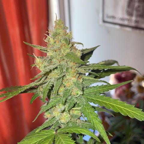 GSC AUTO SEEDSTOCKERS 1 growlog timeline photo