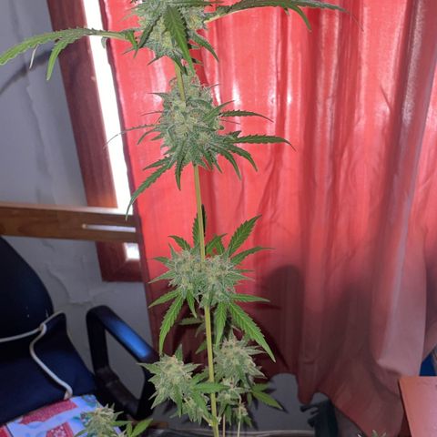 GSC AUTO SEEDSTOCKERS 1 growlog timeline photo