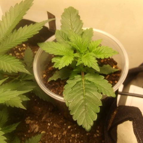 Blood Bananas growlog photo: First two weeks of germination