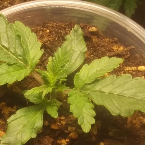 Blood Bananas growlog photo: First two weeks of germination