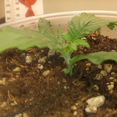 Blood Bananas growlog photo: First two weeks of germination