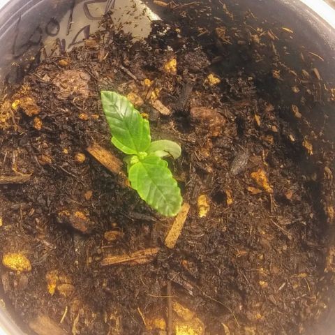 Blood Bananas growlog photo: First two weeks of germination