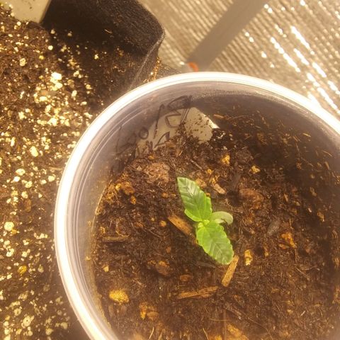 Blood Bananas growlog photo: First two weeks of germination
