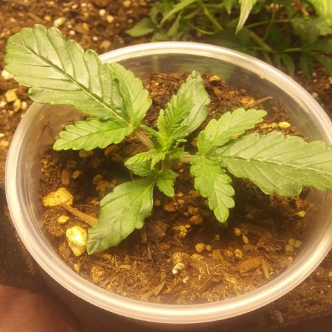 Blood Bananas growlog photo: First two weeks of germination