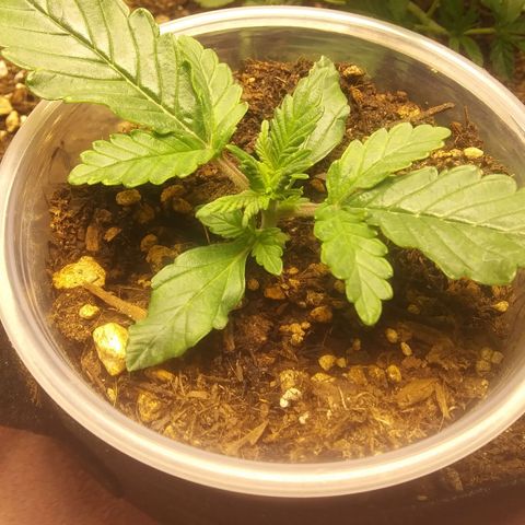 Blood Bananas growlog photo: First two weeks of germination