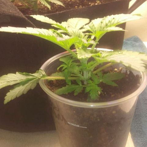 Blood Bananas growlog photo: Week 3