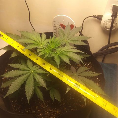 Blood Bananas growlog timeline photo