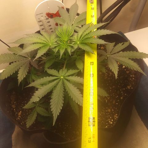 Blood Bananas growlog timeline photo