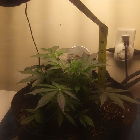 Blood Bananas growlog timeline photo