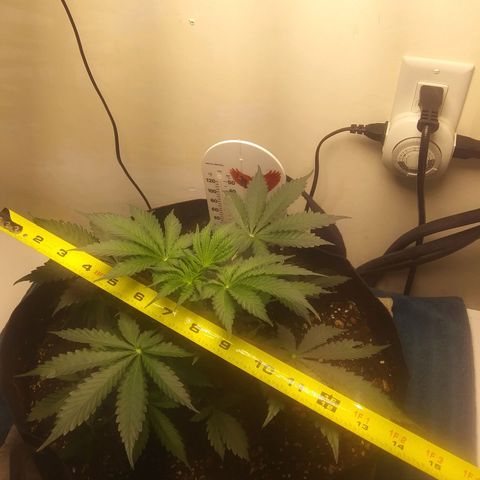 Blood Bananas growlog timeline photo
