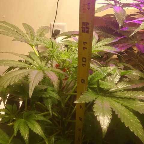 Blood Bananas growlog photo: Day 33 from seed to now 
