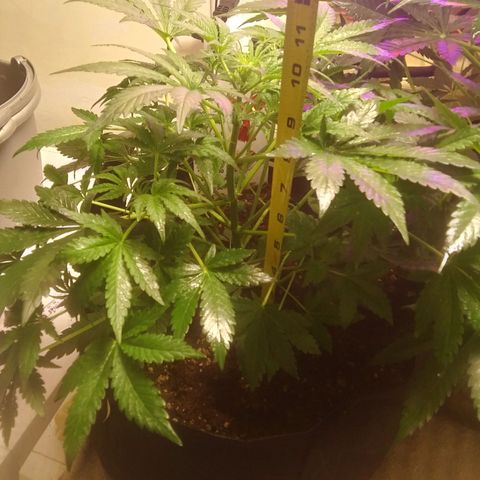 Blood Bananas growlog photo: Day 33 from seed to now 