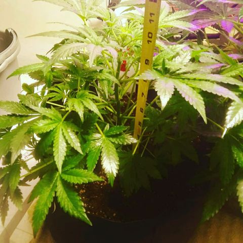 Blood Bananas growlog photo: Day 33 from seed to now 
