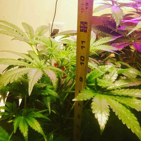 Blood Bananas growlog photo: Day 33 from seed to now 