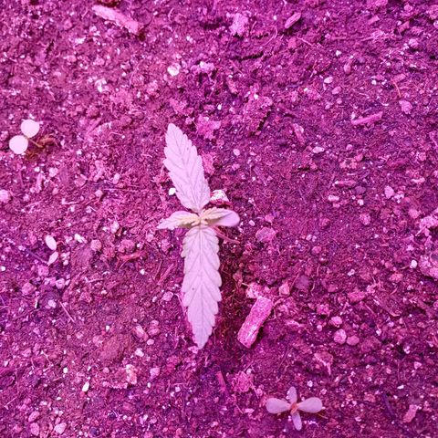 Tangie Auto growlog timeline photo