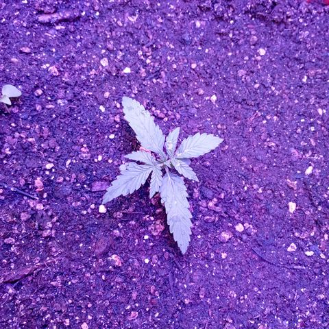 Tangie Auto growlog timeline photo