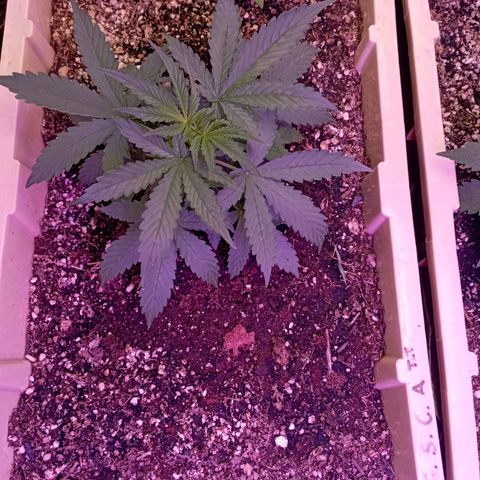 Girl Scout Cookies growlog timeline photo