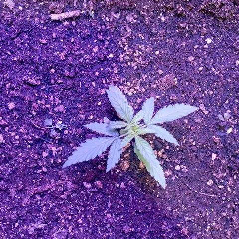 Tangie Auto growlog timeline photo