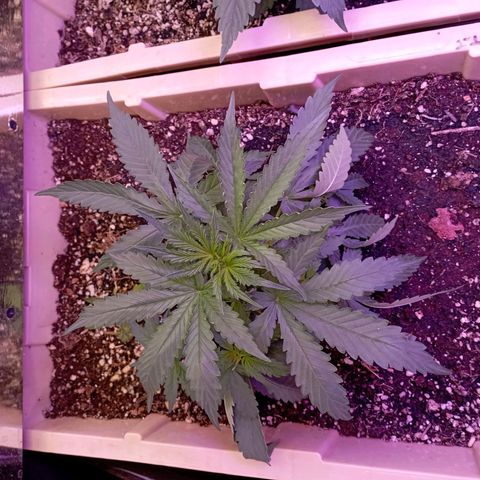 Girl Scout Cookies growlog photo: Se hizo entrenamiento a hojas principales para que la luz llegue a ramas inferiores 