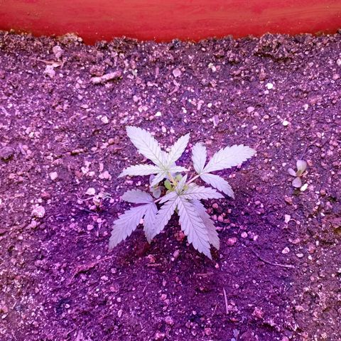 Tangie Auto growlog timeline photo