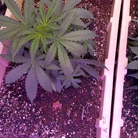 Girl Scout Cookies growlog photo: Día 26 por la mañana 