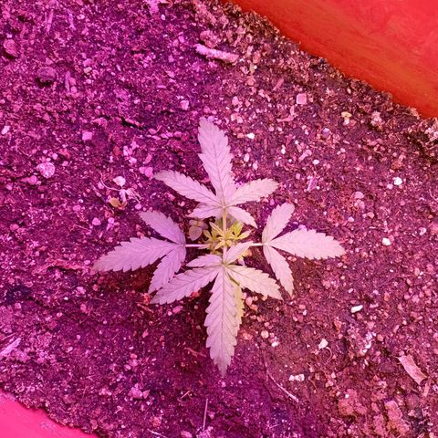 Tangie Auto growlog photo: Día 14 por la mañana 