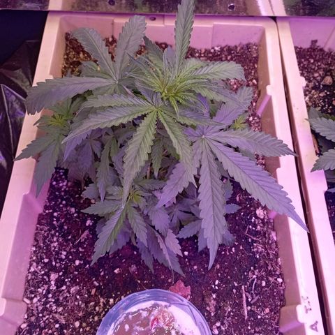 Girl Scout Cookies growlog timeline photo