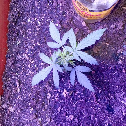 Tangie Auto growlog timeline photo