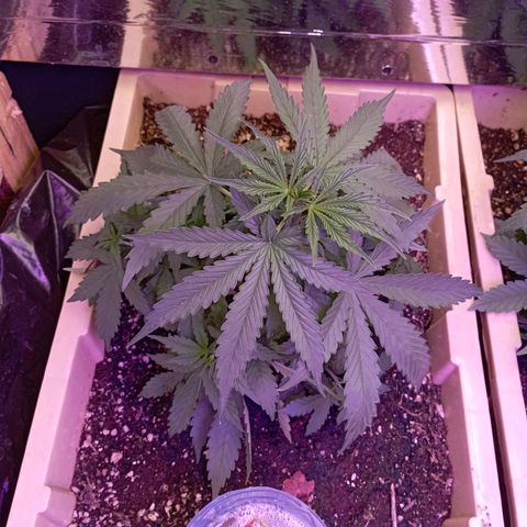 Girl Scout Cookies growlog photo: Día 27 por la noche