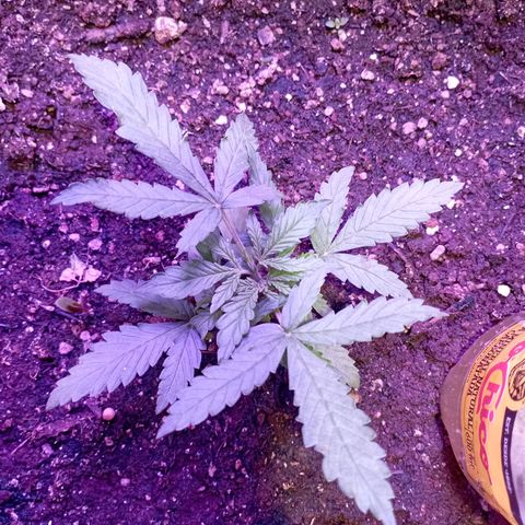 Tangie Auto growlog photo: Día 15 por la noche 