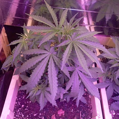 Girl Scout Cookies growlog timeline photo