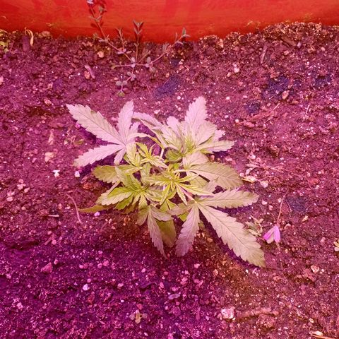 Tangie Auto growlog timeline photo