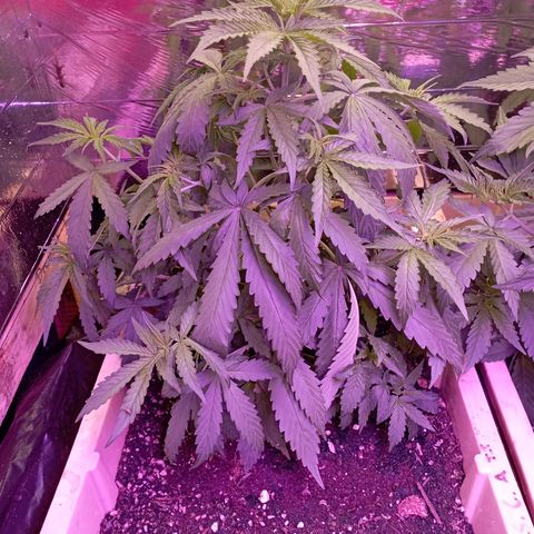 Girl Scout Cookies growlog timeline photo