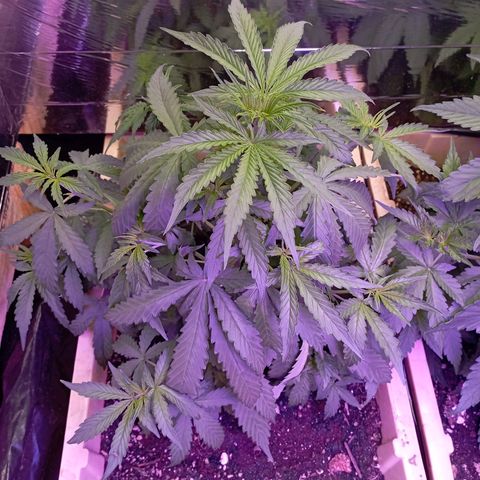 Girl Scout Cookies growlog timeline photo