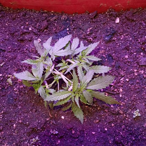 Tangie Auto growlog timeline photo