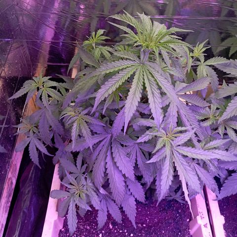 Girl Scout Cookies growlog timeline photo
