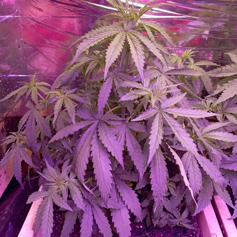 Girl Scout Cookies growlog timeline photo