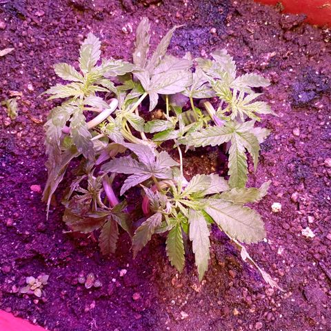 Tangie Auto growlog timeline photo