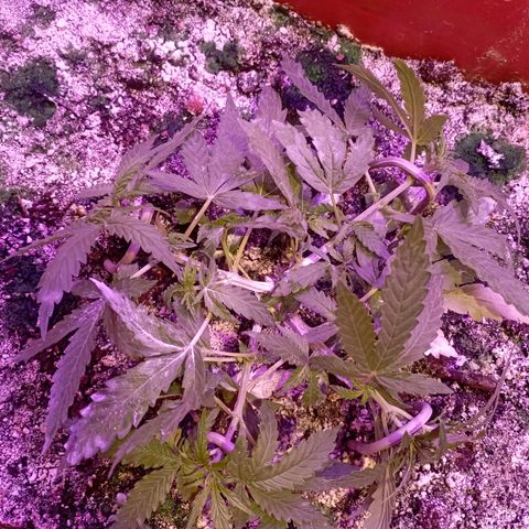 Tangie Auto growlog timeline photo