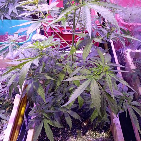 Girl Scout Cookies growlog timeline photo