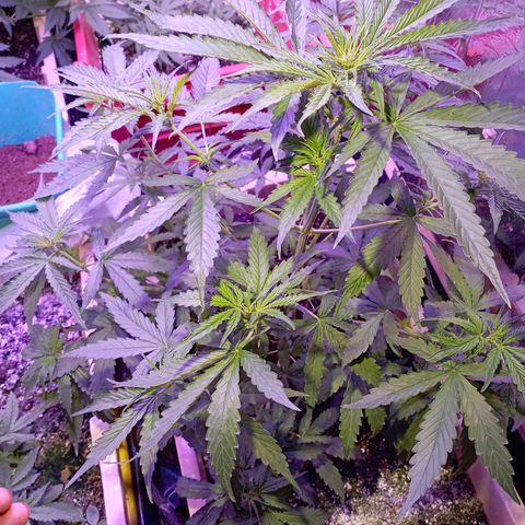 Girl Scout Cookies growlog timeline photo