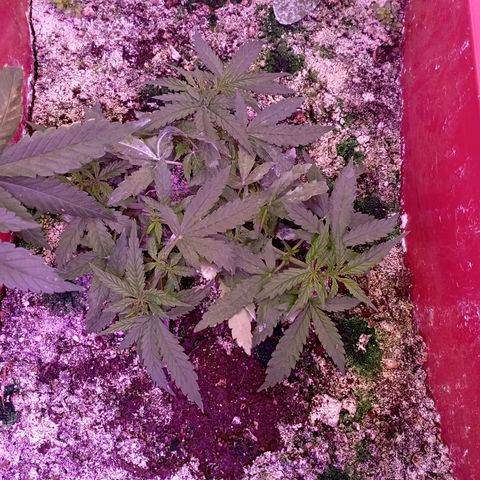 Tangie Auto growlog timeline photo